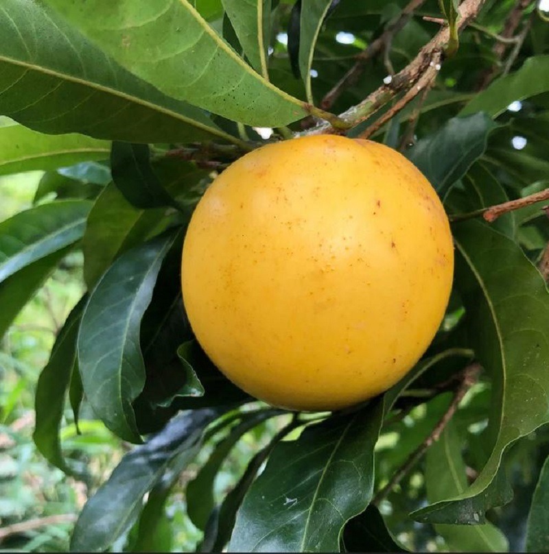 Yellow abiu fruit tree