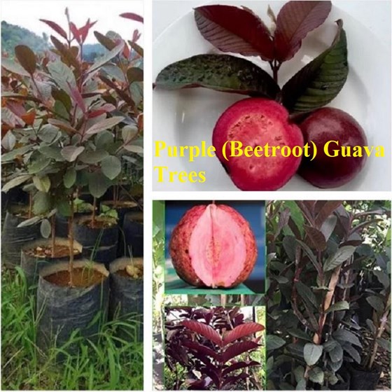 Potted purple beetroot guava fruit tree