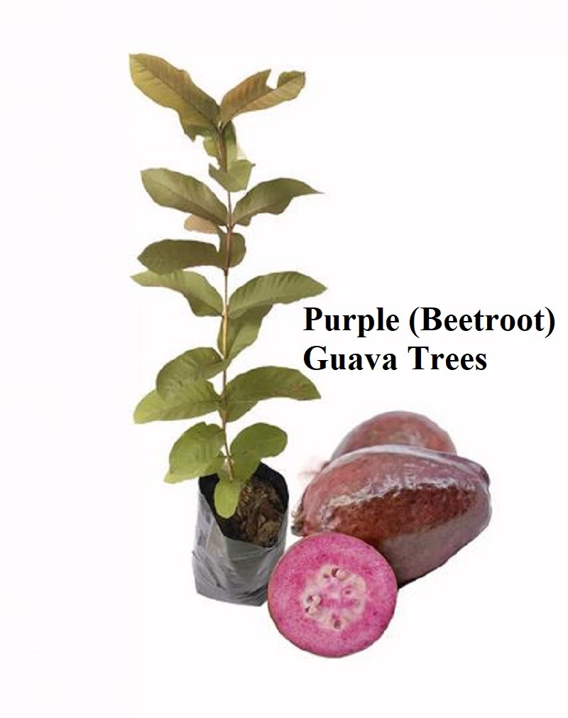 Potted purple beetroot guava fruit tree
