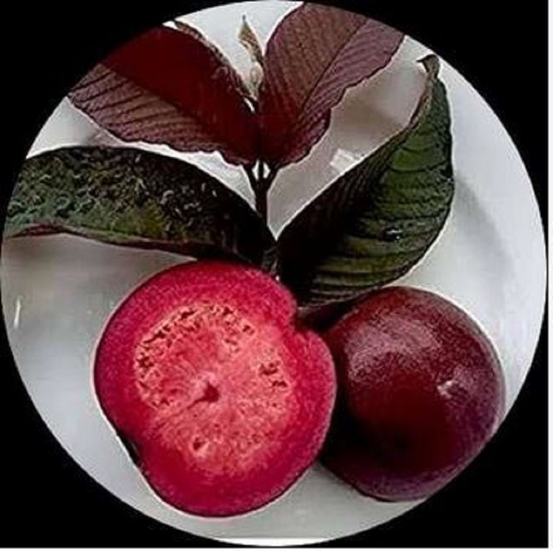 Beetroot guava fruit in a plate with leaves