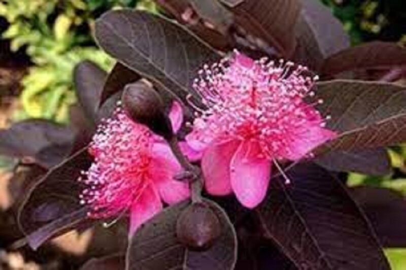 Beetroot guava blossom