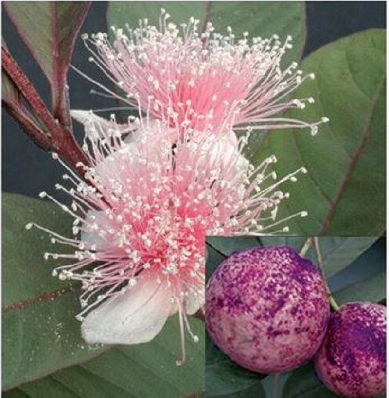Beet root guava fruit and blossom