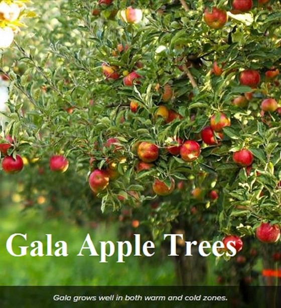 Gala apple trees