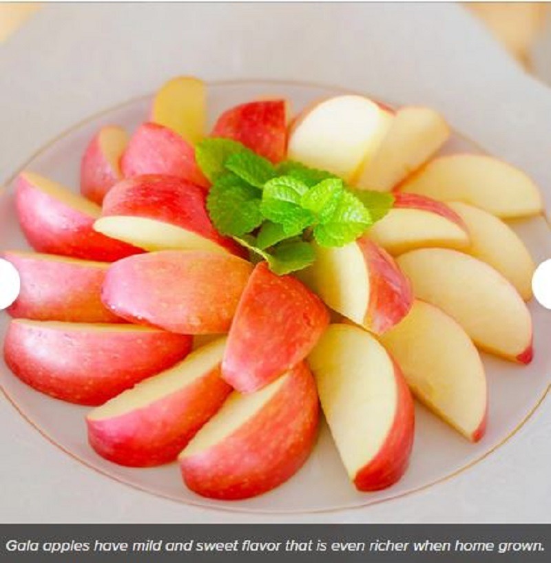Sliced gala apples in a plate