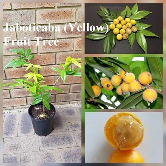 Yellow Jaboticaba fruit trees