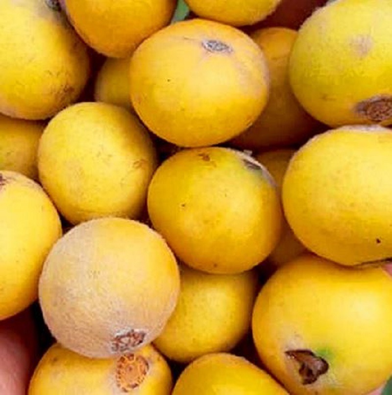 Yellow jaboticaba fruits