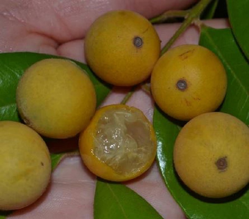 Yellow jaboticaba on a tree branch in hand