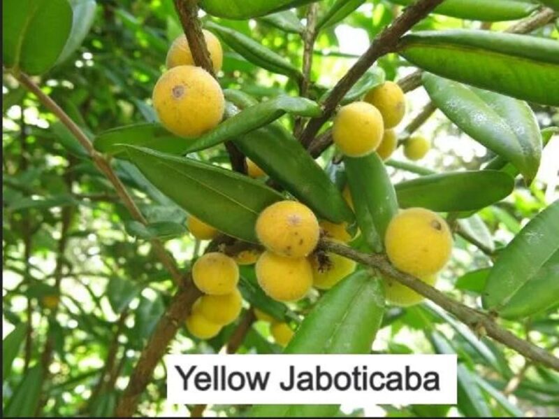 Yellow jaboticaba fruit tree