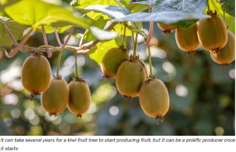 Kiwi fruit trees