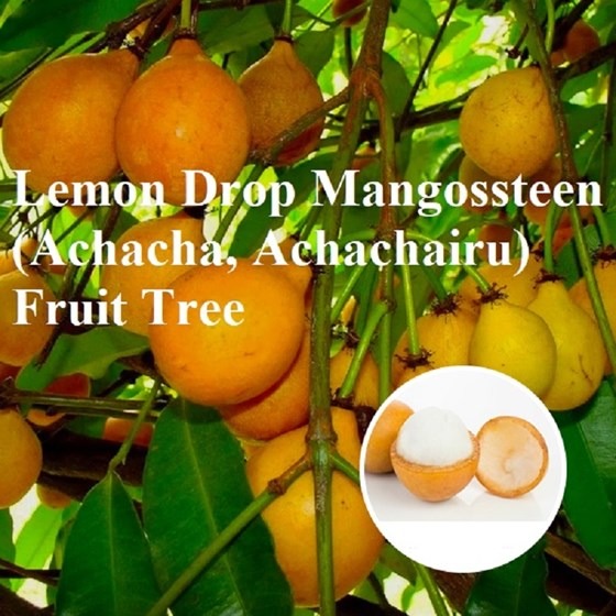Lemon drop mangossteen tree
