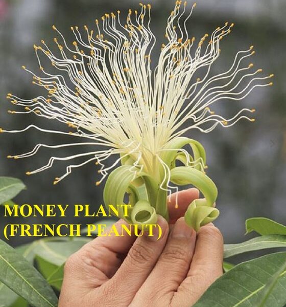 french peanut plant