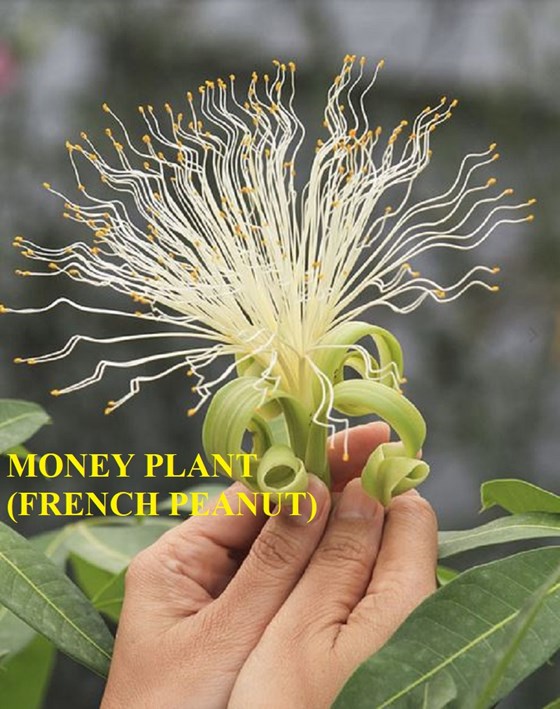 French peanut plant