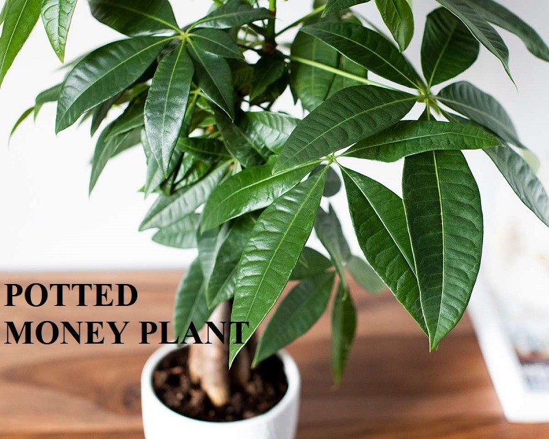 Potted money plant