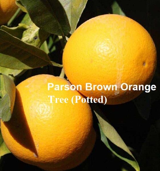 Potted Ripe Orange tree