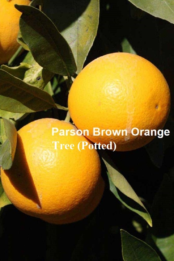 Potted ripe orange tree