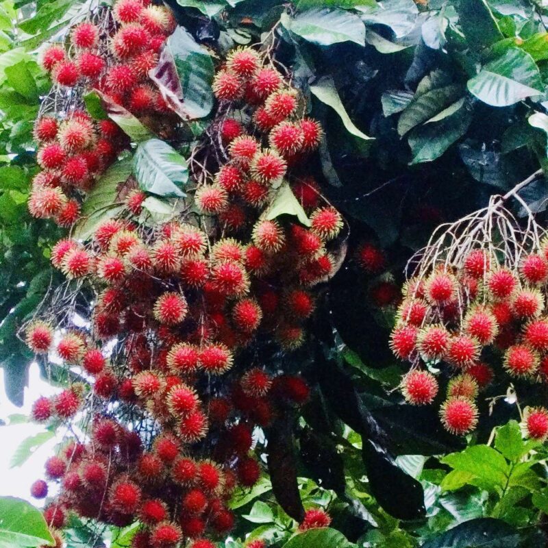 Rambutan fruit tree