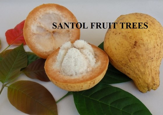 Santol fruit trees