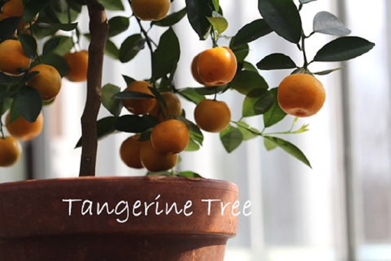 Potted Tangerine tree