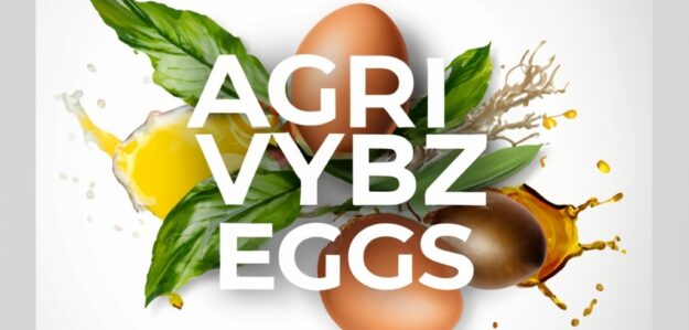 Agri Vybz Eggs