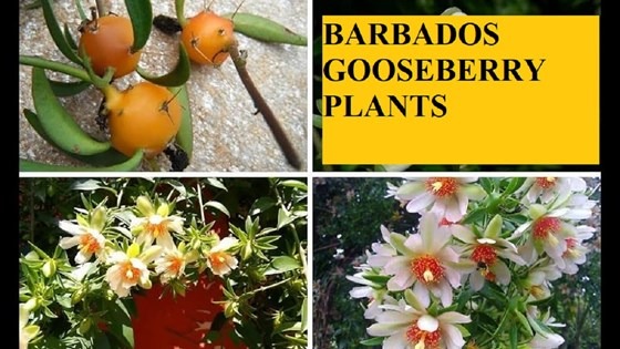 gooseberry plants