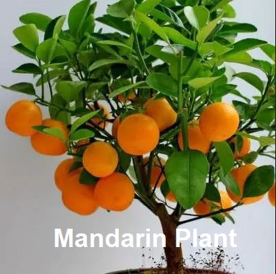 Ripe mandarin potted plant