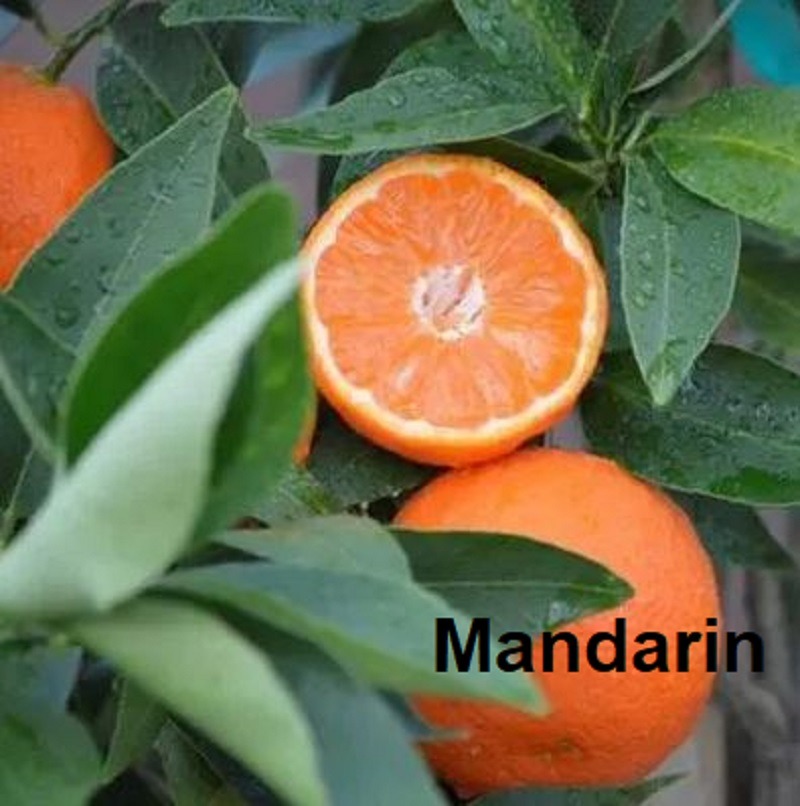 Ripe mandarin on a tree