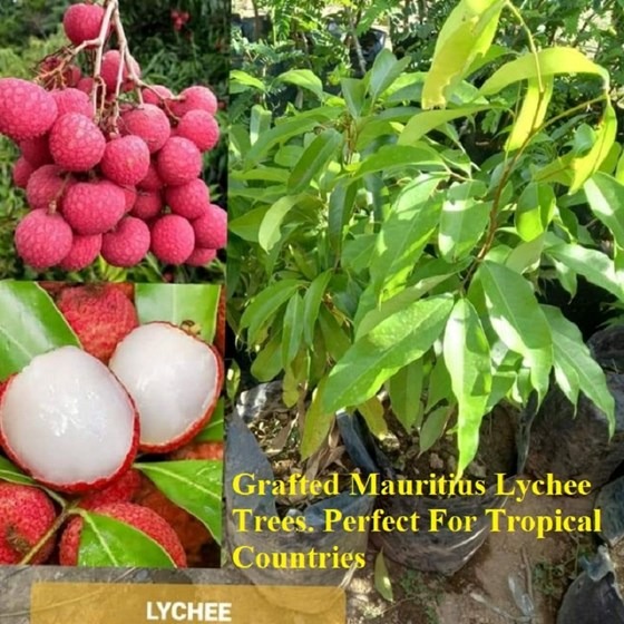 Crafted Lychee fruit tree