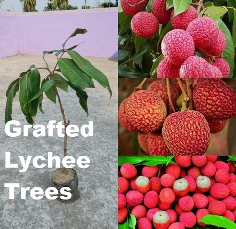 Crafted lychee fruits