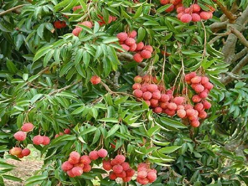 Mau fruit tree