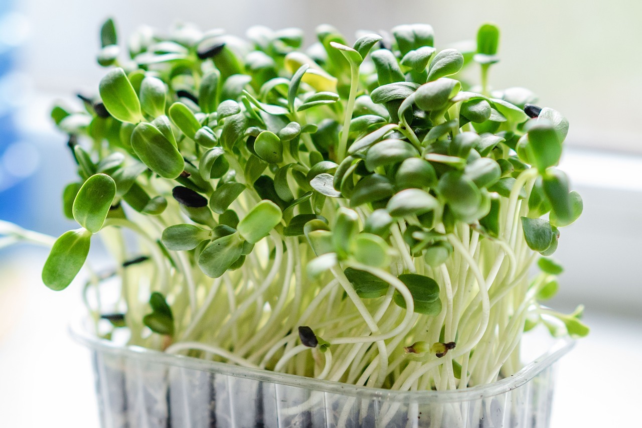 microgreen, sprouts, plants-6688950.jpg
