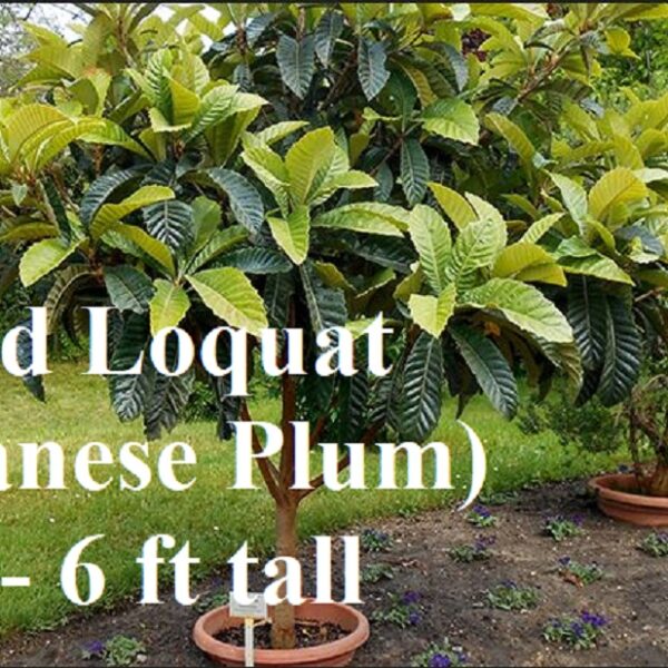 Potted Japanese Plum plants