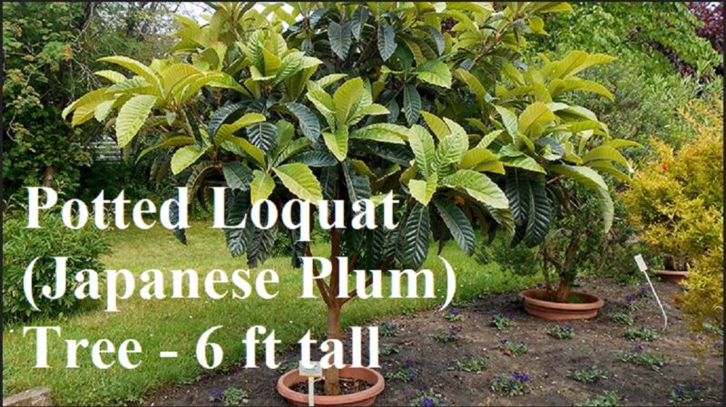 Potted japanese plum plants