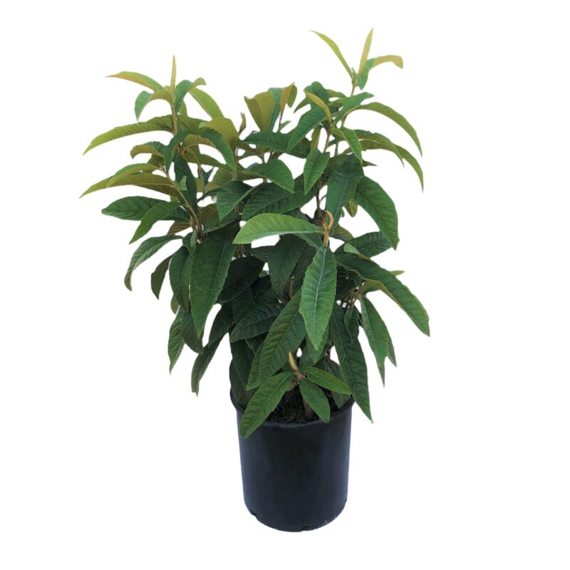 Potted loquat tree on a white background