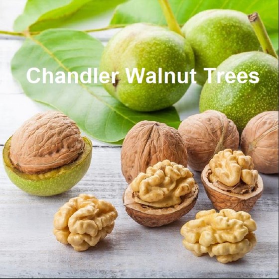 Chandler walnuts