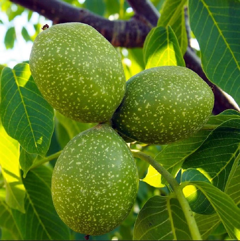 Green walnut fruit on tree
