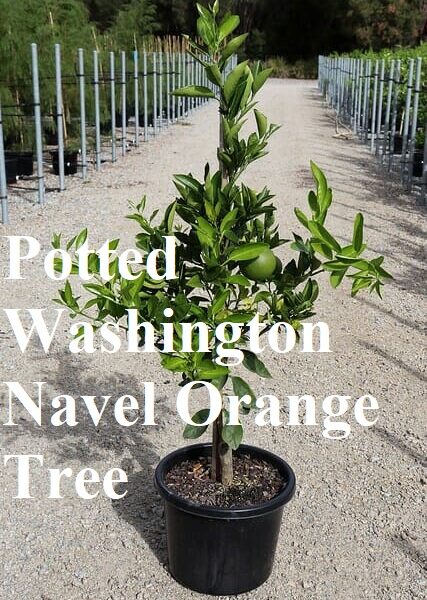 Potted Navel Orange tree