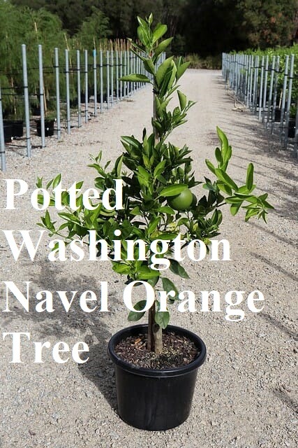 Potted navel orange tree