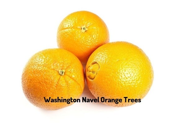 Ripe navel orange on a white background