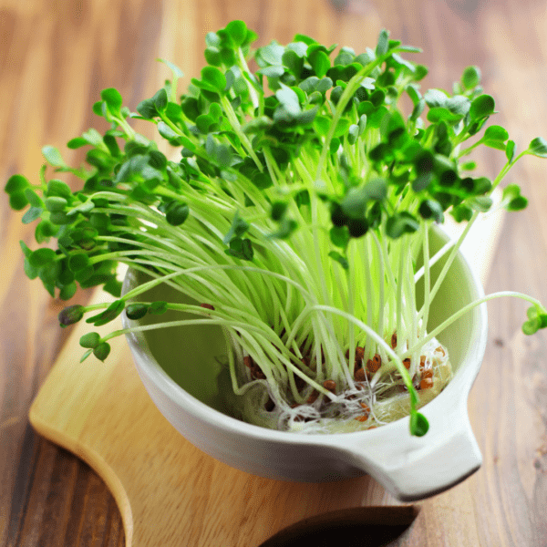 Close-up image of fresh and vibrantmicrogreens, showcasing their delicate green leaves and tiny stems, ready to add a nutritional and flavorful punch to any dish.