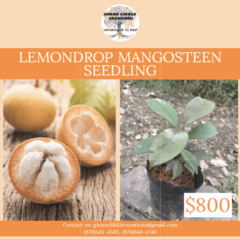 Lemondrop mangosteen fruit and seedling
