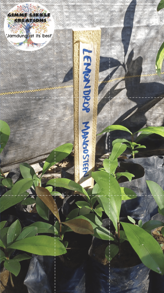 Lemondrop mangosteen seedling