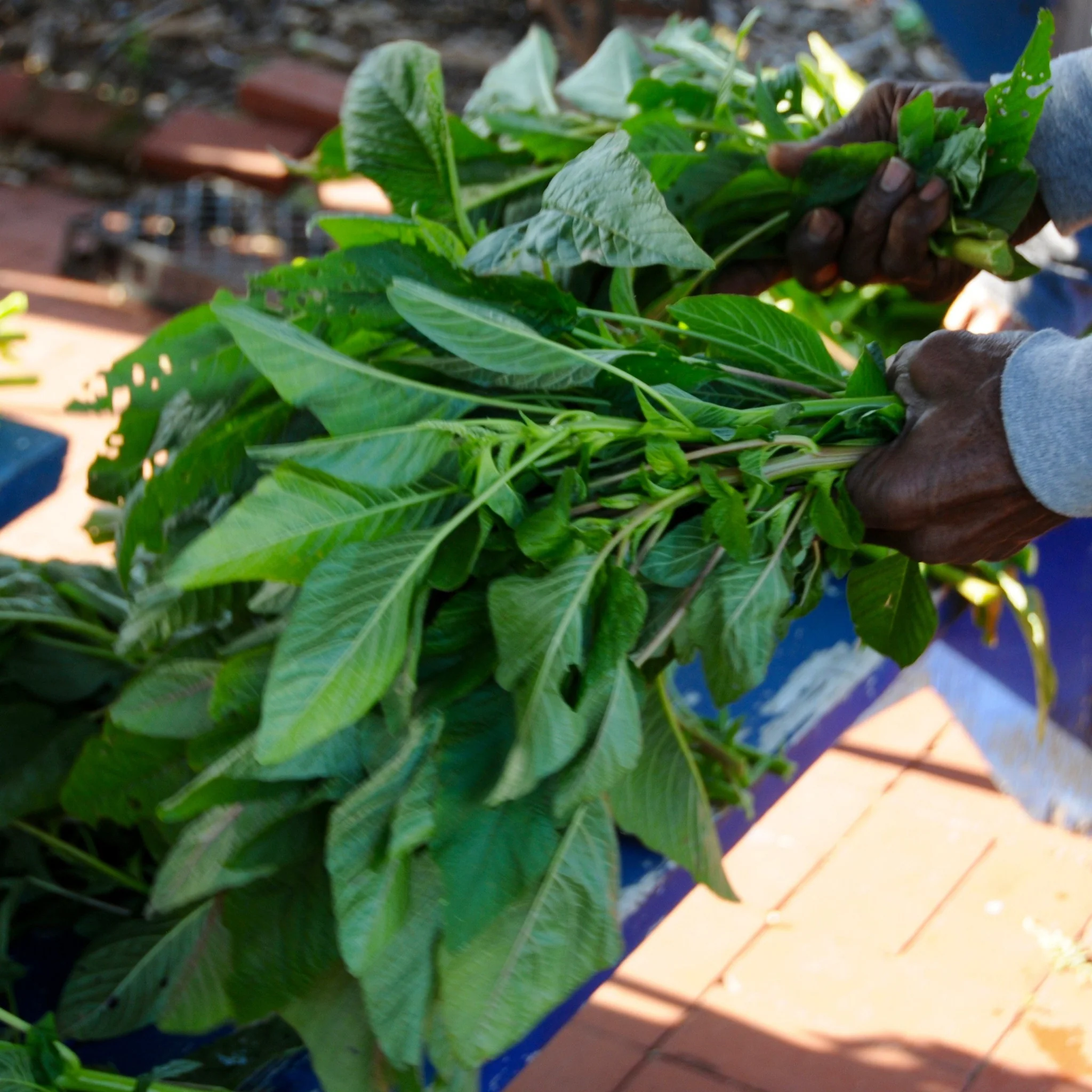 Callaloo (bundle) - Farmlinkr